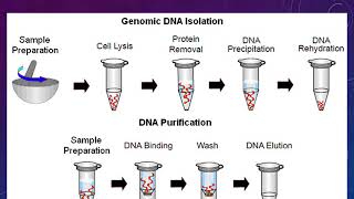 Isolation of Plant genomic DNA by CTAB method [upl. by Aridatha361]