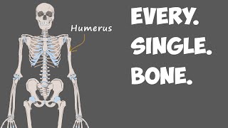 Every Bone in the Human Body [upl. by Naol]