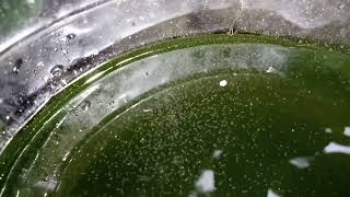 DAPHNIA MOINA CULTURE IN A SMALL BUCKET [upl. by Griseldis]