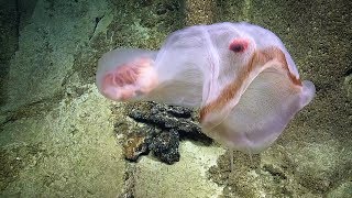 Translucent Deepstaria Jelly Whorls With Resident Isopod  Nautilus Live [upl. by Marlyn910]