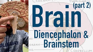 Brain Diencephalon and Brainstem [upl. by Georgia]