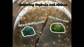 How To Culture Daphnia and Moinas using Green Water Spirulina powder [upl. by Nytram]