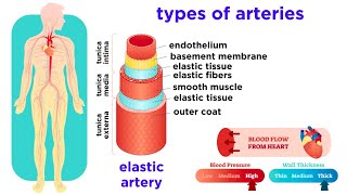 The Circulatory System Part 2 Blood Vessels [upl. by Weidner]