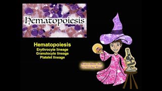 Hematopoiesis Erythrocyte Granulocyte and Platelet Lineages CC [upl. by Sipple454]