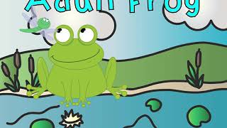 Life Cycle of a Frog [upl. by Bromley]