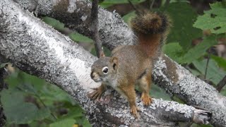 Red Squirrel Bark Calls [upl. by Weatherby970]