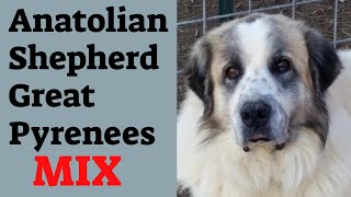 Anatolian ShepherdGreat Pyrenees mix lifespan The Anatolian Pyrenees [upl. by Maer]