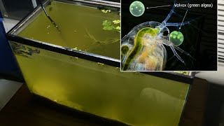 Raising Daphnia for the Freshwater Aquarium [upl. by Backler]