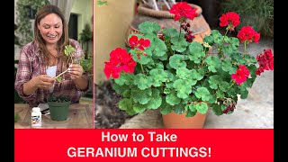 How to PROPAGATE GERANIUMS Stem Cuttings Ivy Geranium Pelargonium🌿Shirley Bovshow [upl. by Aciretnahs358]