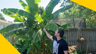 How To Grow A Banana Tree At Home In Any Climate [upl. by Etam]