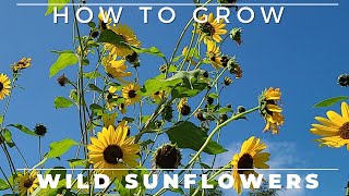 Wild Sunflower  Complete Grow and Care Guide [upl. by Refynnej153]