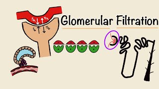 Glomerular Filtration  GFR  Starling Forces  Tubuloglomerular Feedback  Renal Physiology [upl. by Aohsoj]