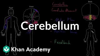 Cerebellum  Organ Systems  MCAT  Khan Academy [upl. by Eivad536]