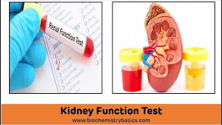 Kidney Function Tests Biochemistry  Renal Function Tests [upl. by Nodnrb669]