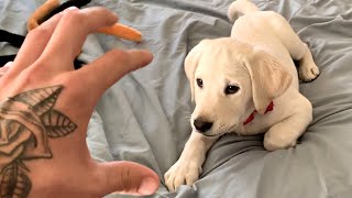 LABRADOR PUPPY VS THE CLAW [upl. by Cristian825]