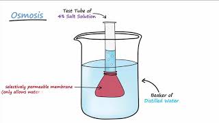 Diffusion amp Osmosis [upl. by Namaj661]