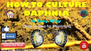 HOW TO CULTURE DAPHNIA In Easy Way [upl. by Nidroj]