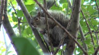 Crazy Squirrel SCREAMING Sound On [upl. by Menzies]