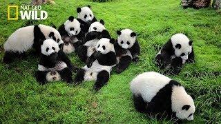 Life of Rare Panda – National Geographic And Wildlife Animal Documentary [upl. by Einra957]