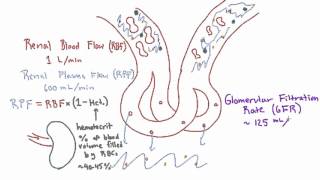 Glomerular Filtration Rate GFR and Filtration Fraction FF [upl. by Dionysus]