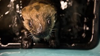 Meet the rescued sea otters of the Alaska SeaLife Center [upl. by Ricky]