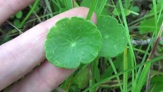 Pennywort or dollarweed  edible wild plant of Florida [upl. by Rheba]