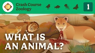 What is an Animal Crash Course Zoology 1 [upl. by Laius722]