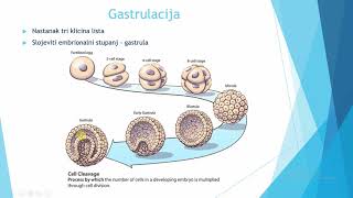 Gastrulacija [upl. by Eziechiele148]